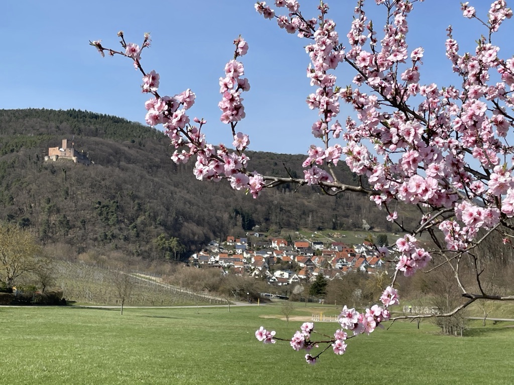 Rosa Frühlingsblüten vor einem Dorf und einer Burg in der Südpfalz