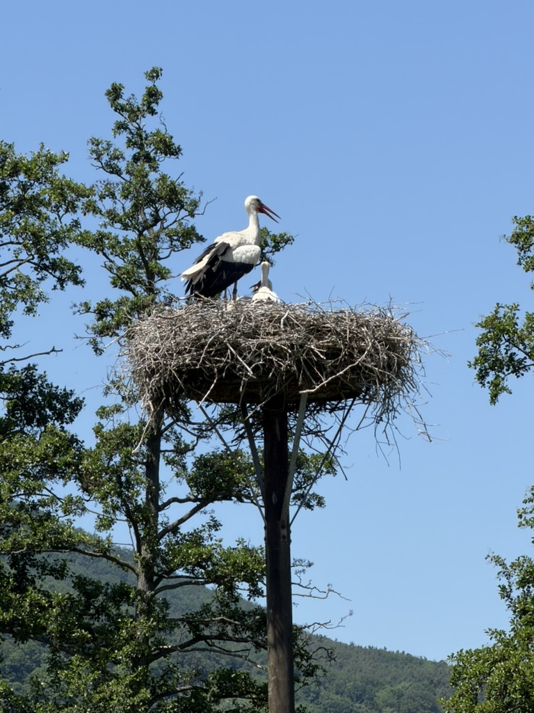 Störche auf ihrem Nest zwischen Bäumen in Klingenmünster