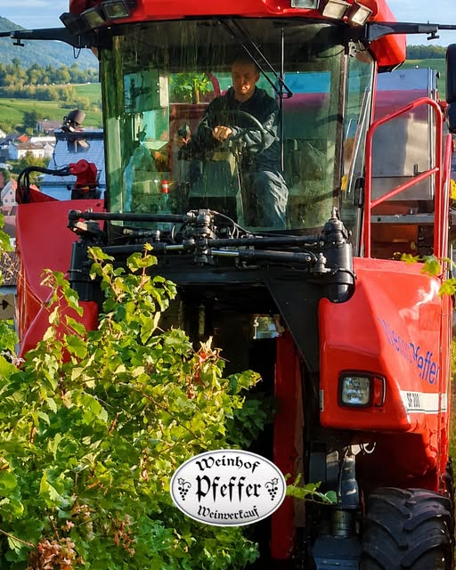 Weinlese in den Weinbergen des Weinhofs Pfeffer