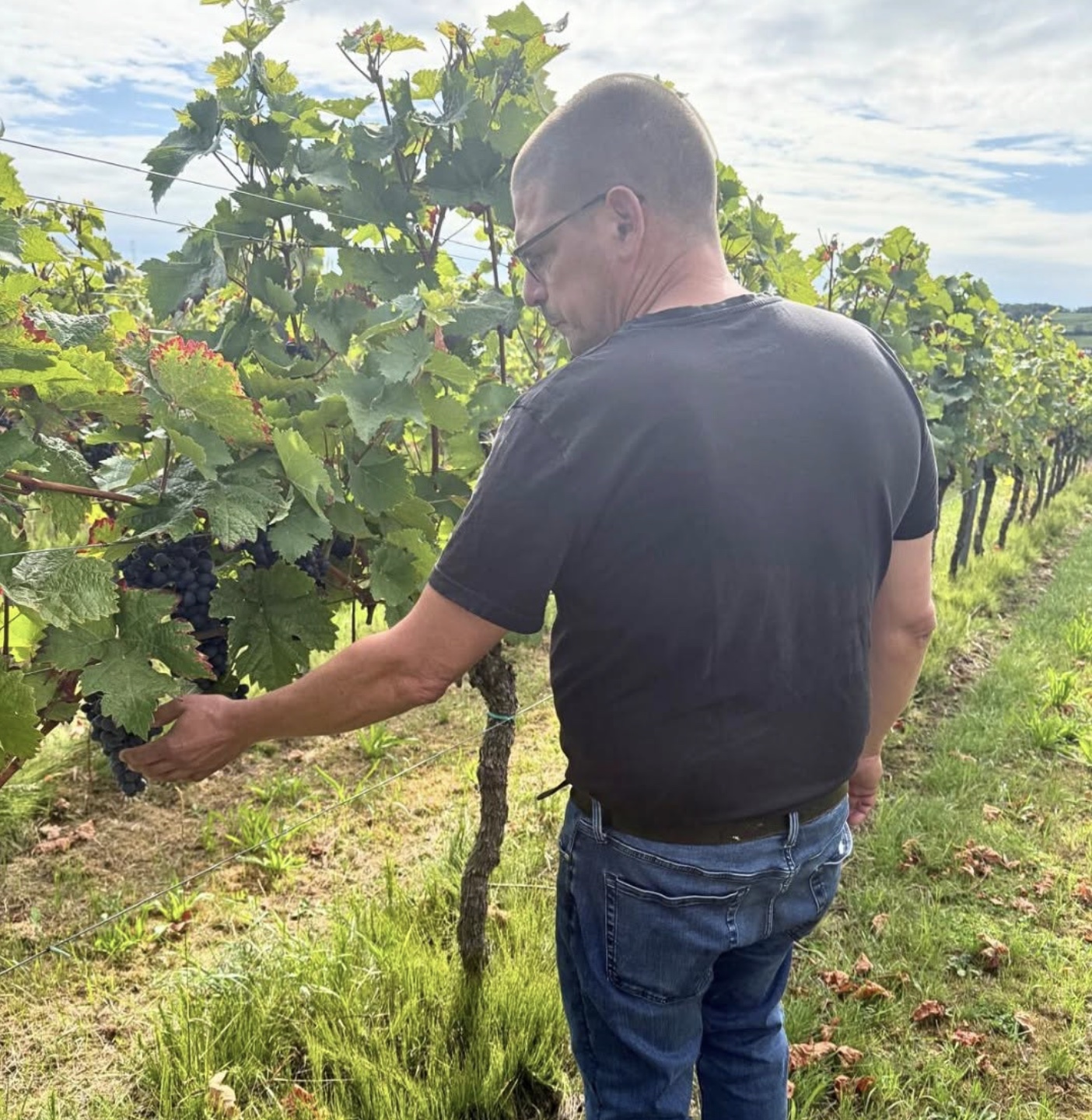 Bei der Arbeit im Weinberg: Ein Winzer begutachtet dunkle Trauben an den Reben